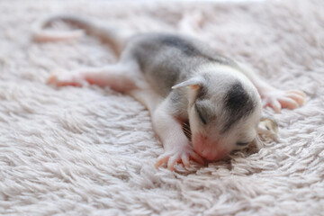 Sugar Gurdler's Baby, Small Mammal
