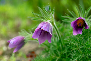 unusual, fluffy purple flowers on a green background