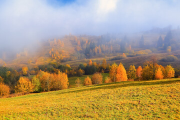 Autumn landscape in the sunny day. Thick fog covered the valley. In the beautiful forest of the trees with the orange, yellow green coloured leaves and golden grass.