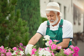 Eldery male gardener taking care of flowers.