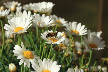 Biene im blühenden Garten