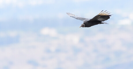 A black vulture (Coragyps atratus) in the middle of Quito, Ecuador