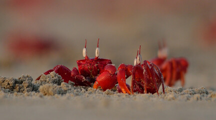 red feedle crab in sand beach