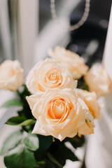 Cream roses in the sun on a windowsill. Top view, single rose in focus
