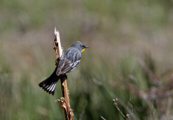 A yellow-rumped warbler perches momentarily on a branch in Wyoming