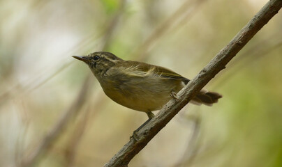 warbler bird in a perch