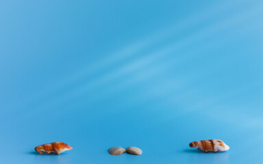 Fototapeta na wymiar Sea shells on a sky-blue background. Imitation of the blue sea. Free space for text. Concept of recreation by the sea, ocean. Journeys. Summer background.