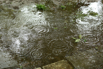 water surface with rain texture - circles and bubbles texture