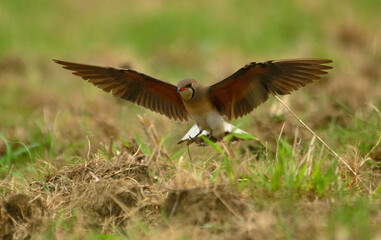 oriental pratincole bird in habitat