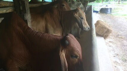 Queens of Cow - American Brahman cattle breed in a farm in Thailand