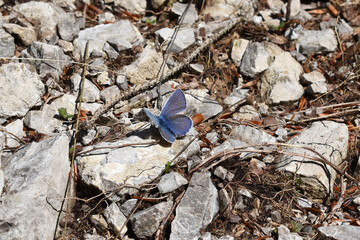 Männchen des Gewöhnlichen Bläulings, Hauhechelbläulings, Polyommatus icarus, blauer Schmetterling auf Kalkstein