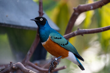 Superb Starling perching on the branch.    Vancouver BC Canada
