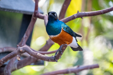 Superb Starling perching on the branch.    Vancouver BC Canada
