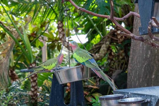 Princess parakeets perching on the feeder.    Vancouver BC Canada

