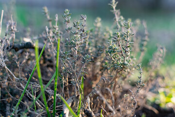 A low-growing aromatic shrub or semi-shrub of thyme or thyme. Beautiful photo of small leaves at sunset. Useful herb used in folk medicine and for giving flavor