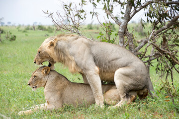 Lions Mating