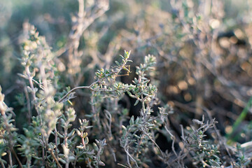 A low-growing aromatic shrub or semi-shrub of thyme or thyme. Beautiful photo of small leaves at sunset. Useful herb used in folk medicine and for giving flavor