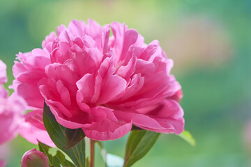 Delicate pink peony flowers from the spring garden. Decorative flowering plant.