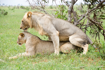 Lions Mating