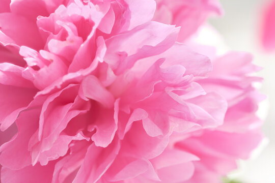Background image of delicate petals of pink peony. Decorative flowering plant, flowers from the spring garden.