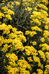 Basket of gold (Aurinia saxatilis) plant blooming in early spring, with yellow flowers, bee attracting plant