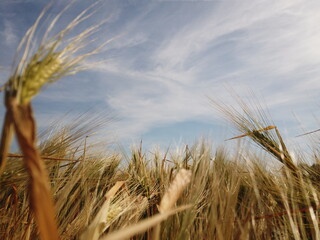 champs de blé en été en Belgique 