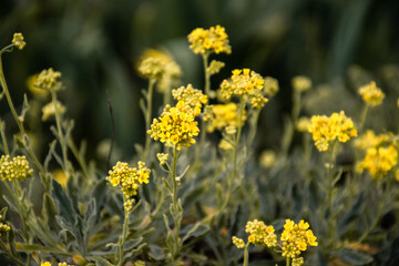 Basket of gold (Aurinia saxatilis) plant blooming in early spring, with yellow flowers, bee attracting plant