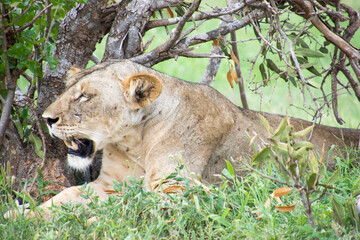 Lions Resting under a tree after mating