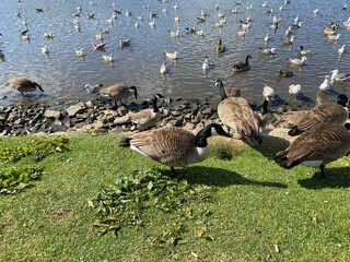 Ducks and gulls, on Keighley Tarn in, Keighley, Yorkshire, UK