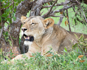 Lions Resting under a tree after mating