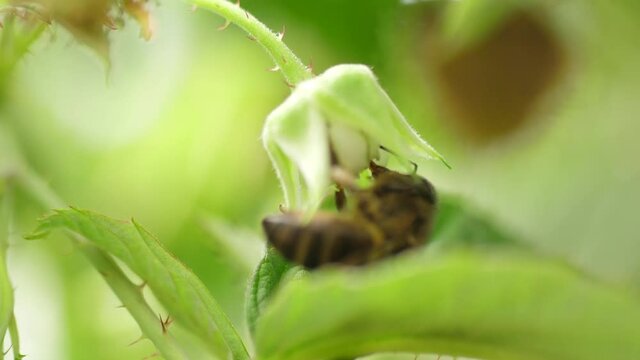 Honey bees on flower pollination macro shot slow motion
