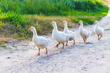 family of ducks go on the road in the village