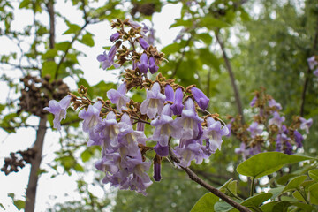 Flowers of a blooming paulownia tree, closeup