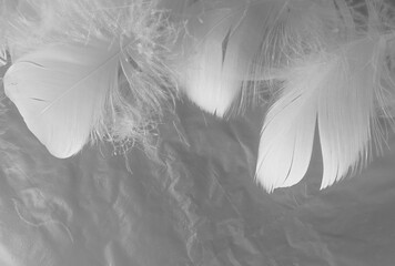 Beautiful abstract white feathers on white background and soft black feather texture on white pattern and light background, gray feather background, grey banners