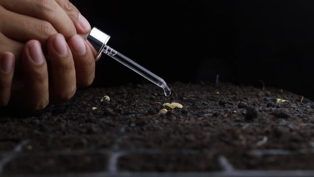 Expert farmer examination new technology of liquid fertilizer to seedling in nursery pot by Syringe. Grow and Care vegetable, Gardening and GMO technology concept.