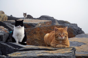 Lazy cats are resting in a foggy day on the rocks.