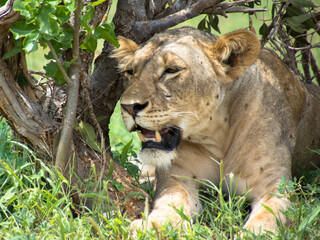Lions Resting under a tree after mating