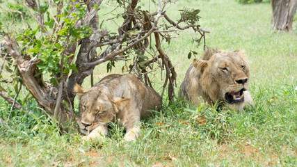 Fototapeta na wymiar Lions Resting under a tree after mating