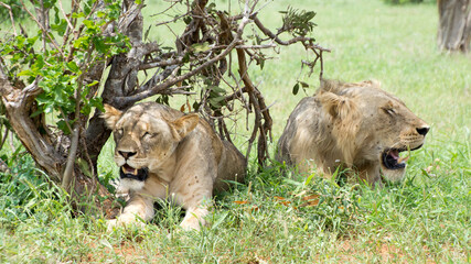 Lions Resting under a tree after mating