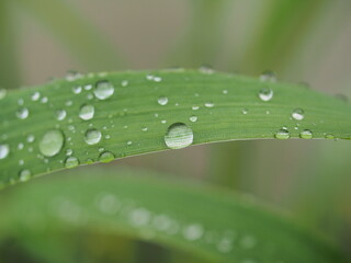 Water drops on plant leaves after rain.