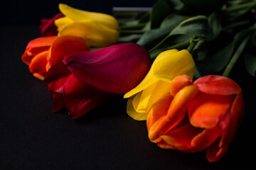 red and yellow tulips on black