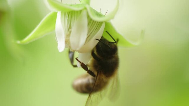 Honey bees on flower pollination macro shot slow motion