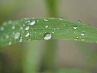 Water drops on plant leaves after rain.