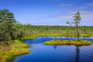 Fototapeta na wymiar Viru bog (Viru Raba) in Lahemaa national Park, a popular natural attraction in Estonia, a tourist ecological trail. Picturesque landscape with swamp and forest