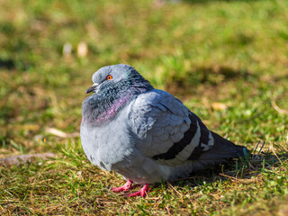 Beautiful pigeon bird standing on grass