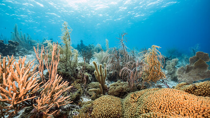 Seascape in shallow water of coral reef in the Caribbean Sea / Curacao with fish, coral and sponge