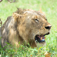 Lions Resting under a tree after mating
