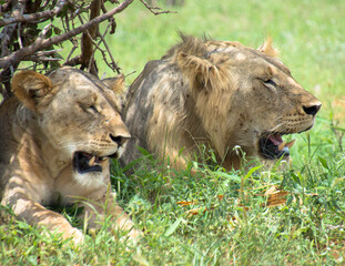 Lions Resting under a tree after mating
