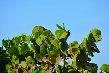 A snap shot of  plants scenery 