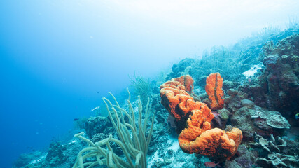 Seascape in turquoise water of coral reef in Caribbean Sea / Curacao with fish, coral and sponge